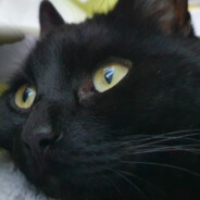 Frankus