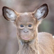 _chill_monkey_