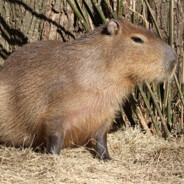 Capybara