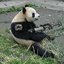 Tryhard Panda. =&#039;(