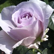 UTENA - steam id 76561197970953087