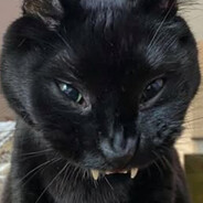 Xenokitty
