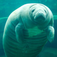 Ethereal Manatee