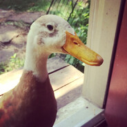 greatnorthernbean's Avatar