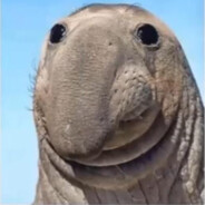 bruh seal