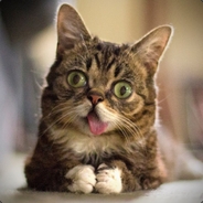 DerpCat2048