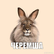 Черемша