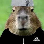 Mr.capybara