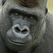 A suspicious lowlands gorilla