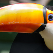 EL TOUCAN