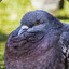 Mr_thicc_pigeon