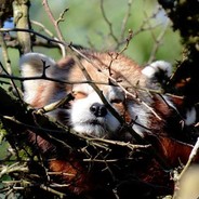 Gaming Panda's Avatar