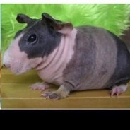 Japapa