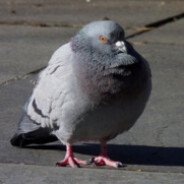 pigeon