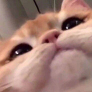 maomao