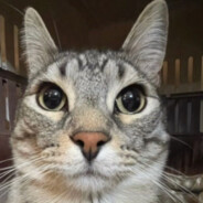 modgarcat