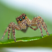 spidey