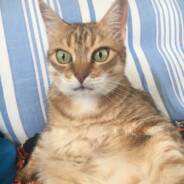 расстроился жизнью's Avatar