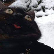 Shadow Kat