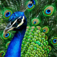 Drew Peacock