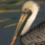 Pelicano Encaçapa-Garrafas