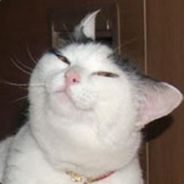 Smug Cat avatar