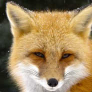 Redfox avatar