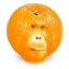 Orangeutang