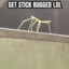 Stick Bug