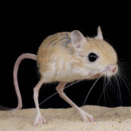 Warcrimes against an avatar