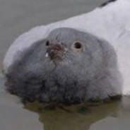 Shindobu