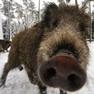 WildBoarRagù's Avatar