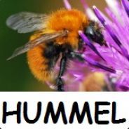 Berg.Hummel