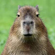 Capybara