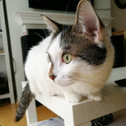 lintu