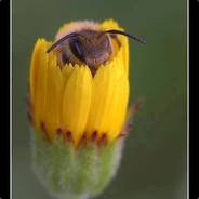 Apis