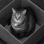 Schrödinger&#039;s cat