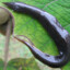 Leech