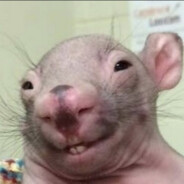 Big Rat Dog