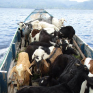 GoatsOnABoat™'s Avatar