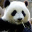 熊猫Jing