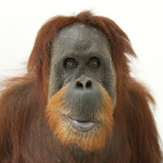 Oranguru