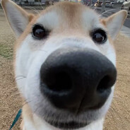 Elite Ball Knowledge