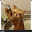 Кошкин Домик