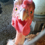 CrazyChicken(BWAAK)