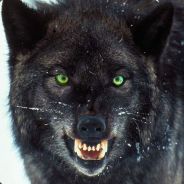 vXc back - steam id 76561197962182893