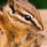 chipmunk_666