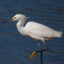 Snowy_Egret