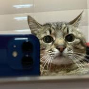 Тот самий N1ZORA