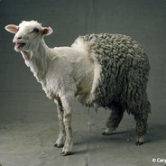 Freesheep